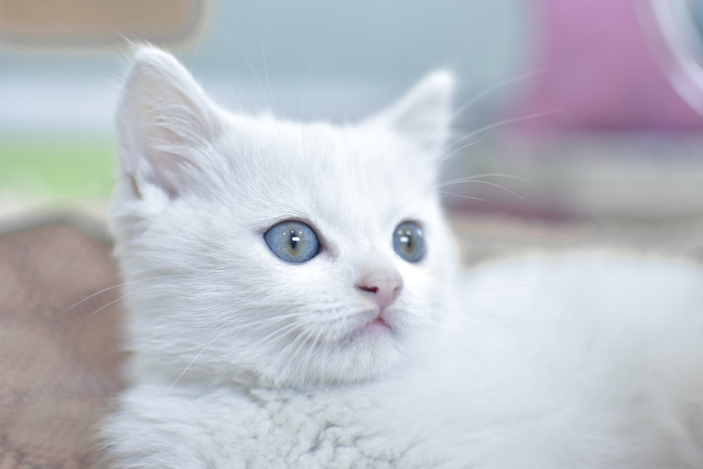 white cat with blue eyes