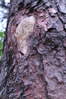 Close-up of rubber tree trunks with tapping wounds.