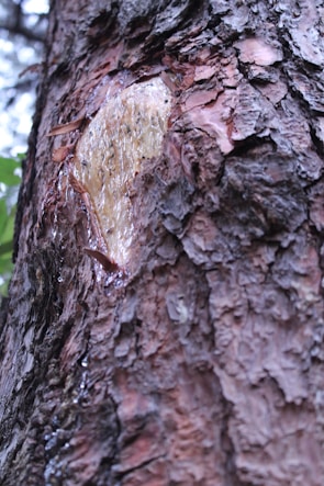 Close-up of rubber tree trunks with tapping wounds.