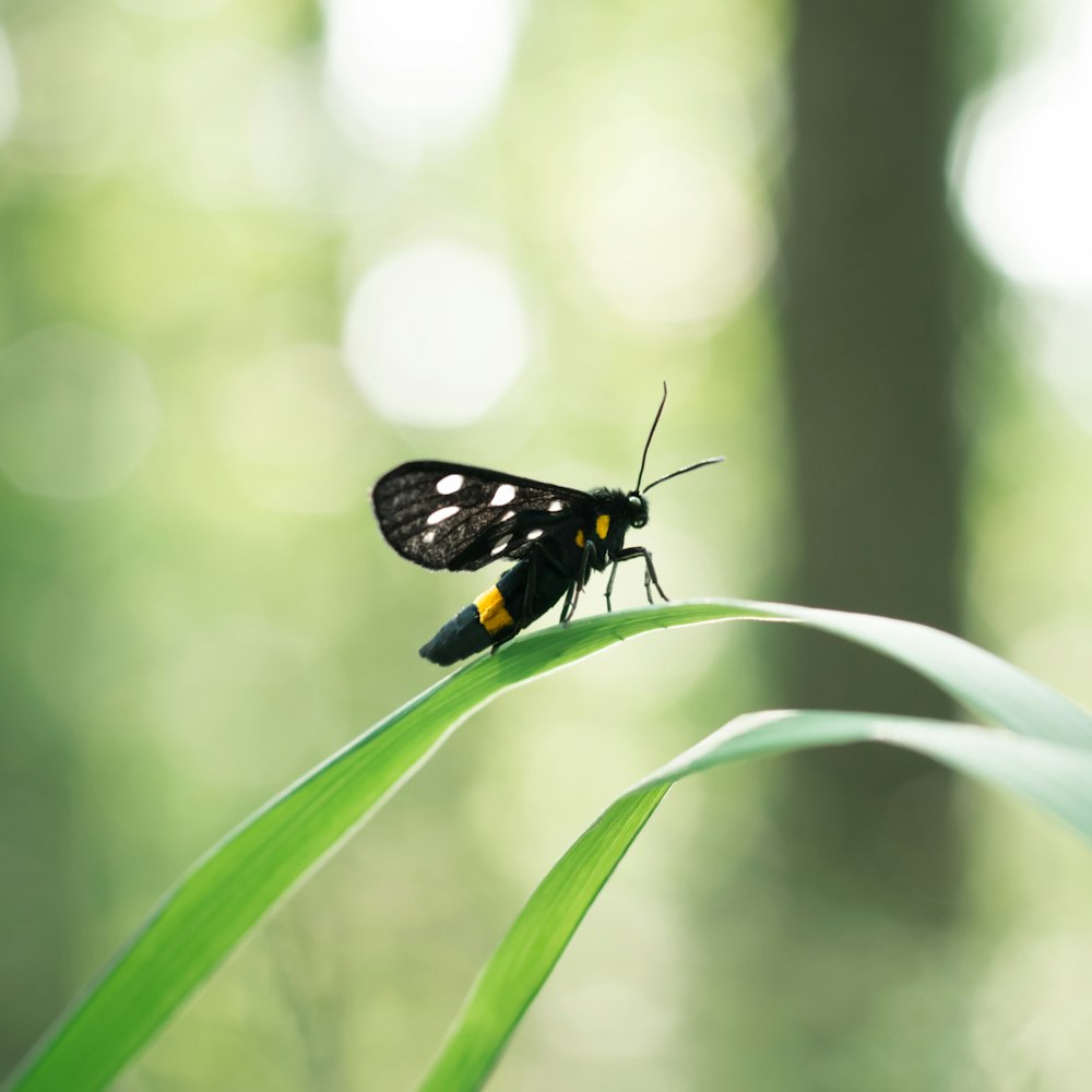 black and yellow butterfly close-up photo