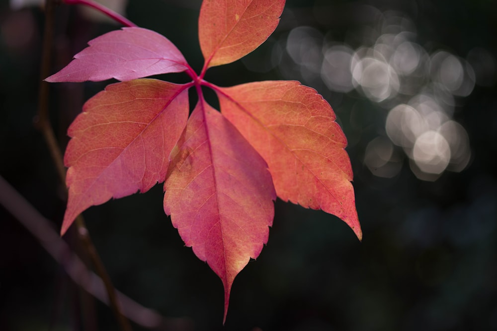 brown leaf