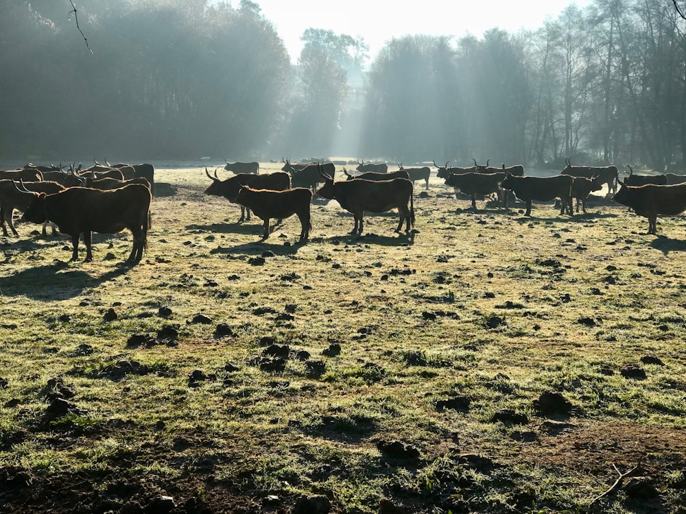 group of animal