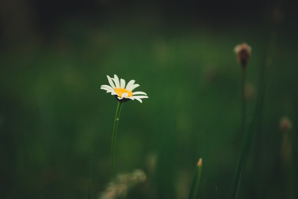 white and yellow-petaled flower