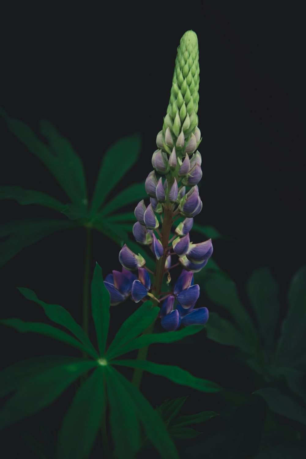 Fleur pourpre sur la photographie de mise au point