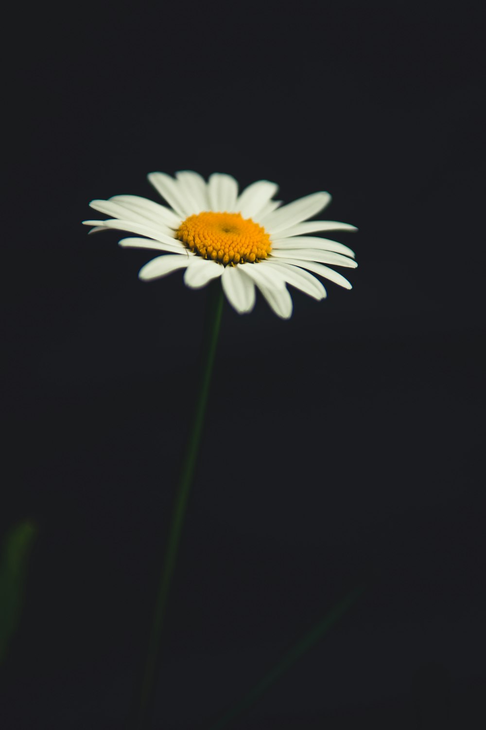 white Daisy flower