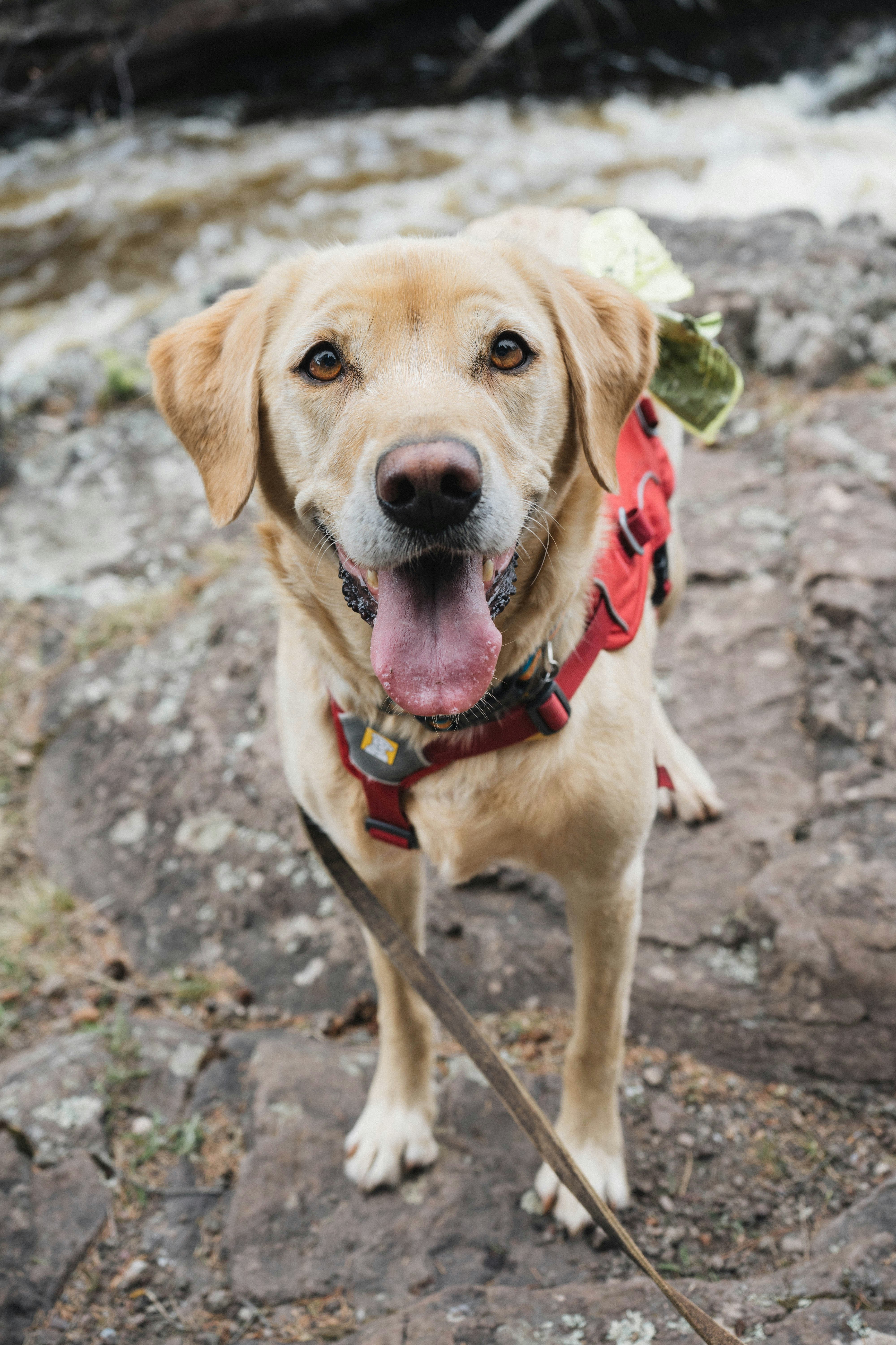 short-coated tan dog