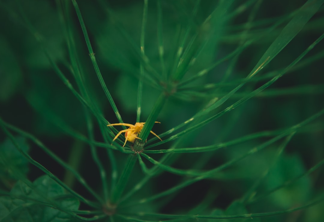 yellow spide
