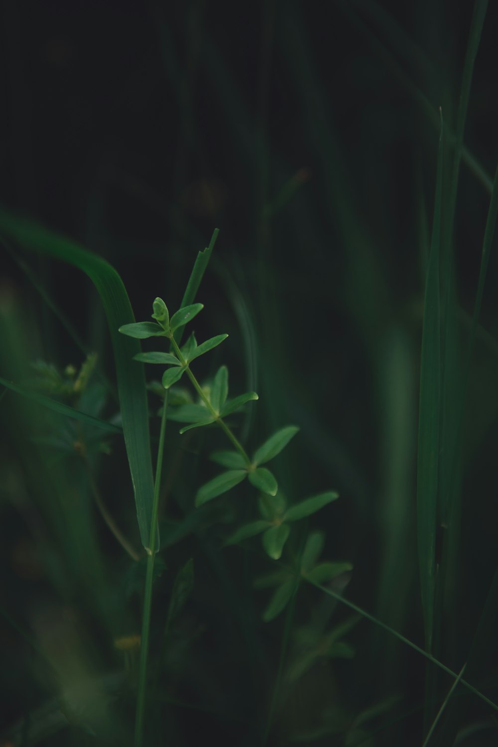 fotografia de foco seletivo de planta de folhas verdes