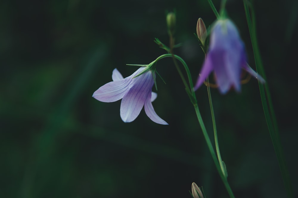 purple petaled flower