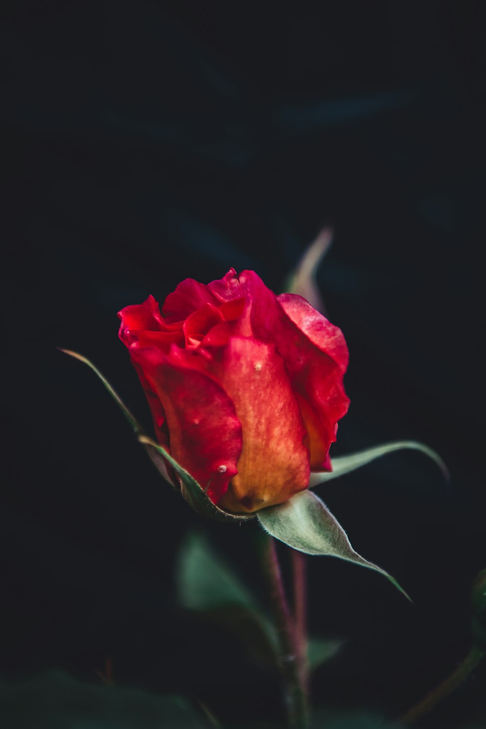 selective focus photo of red rose