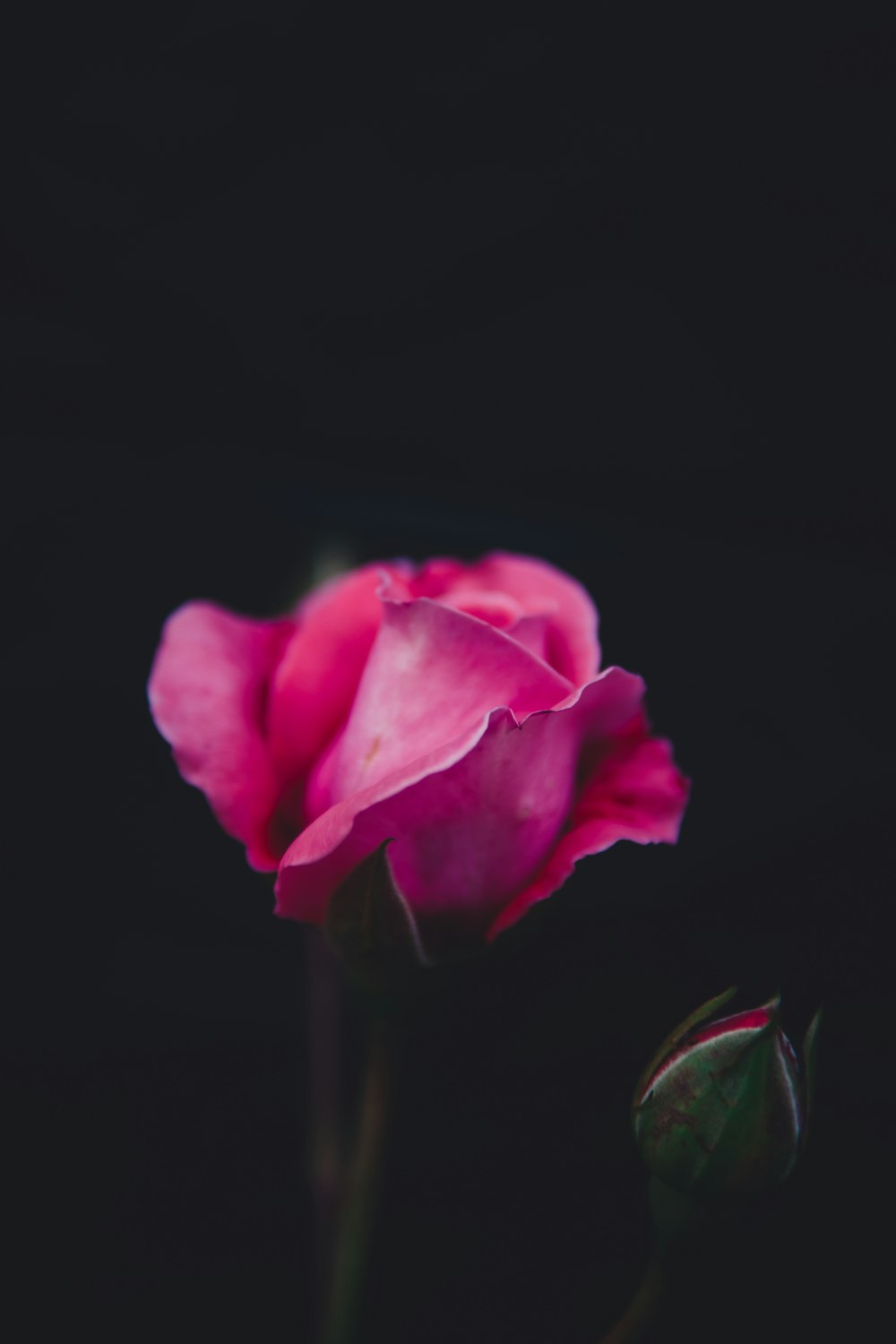 closeup photography of pink rose