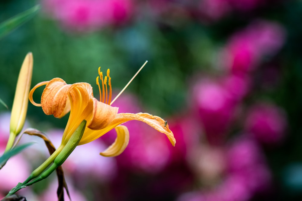 yellow petaled flower