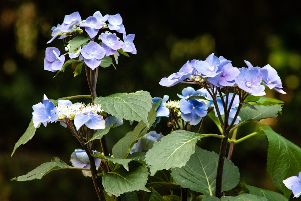 blue hydrangea flower during daytime