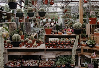 A greenhouse filled with a variety of potted cacti and succulents arranged on wooden shelves. The space is well-organized with hanging planters and vibrant green plants contrasting against the clay pots. Natural light filters in through the glass ceiling, enhancing the colors and textures of the plants.