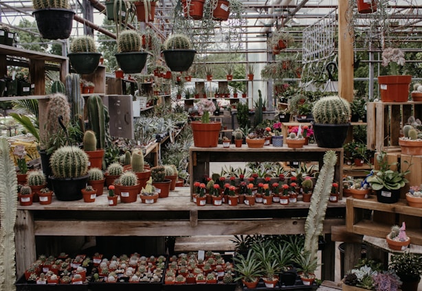 A cozy greenhouse filled with vibrant succulent plants and kokedamas hanging and arranged on wooden shelves.