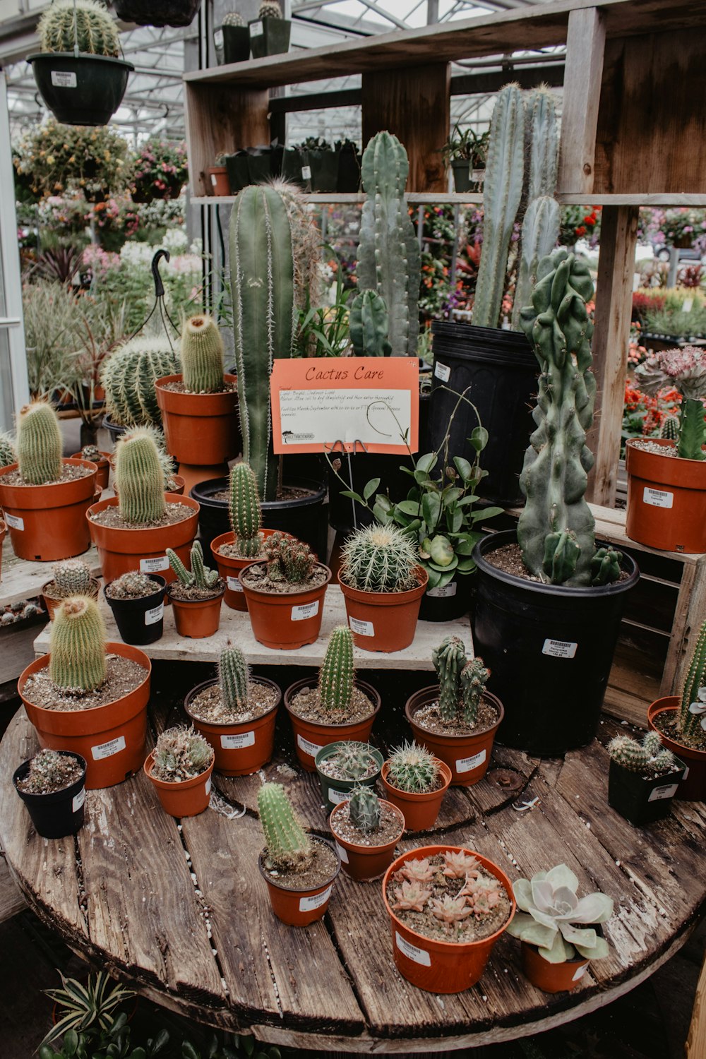 assorted cactus on display
