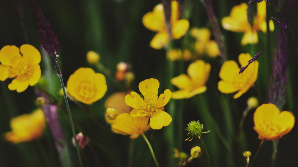 fotografia ravvicinata di un fiore dai petali gialli