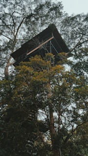 Best Tree Ascent Aids for Treestands