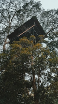 Best Tree Ascent Aids for Treestands