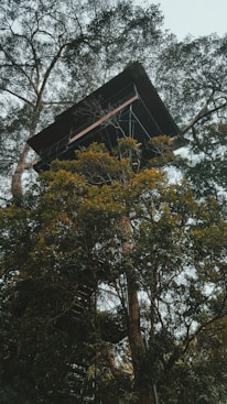 green-leafed tree with tree house during daytime