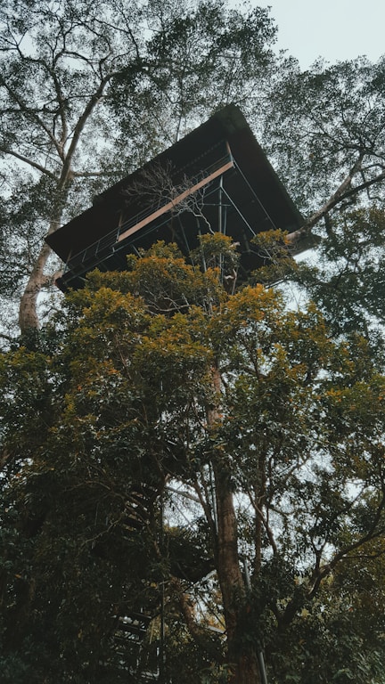 green-leafed tree with tree house during daytime