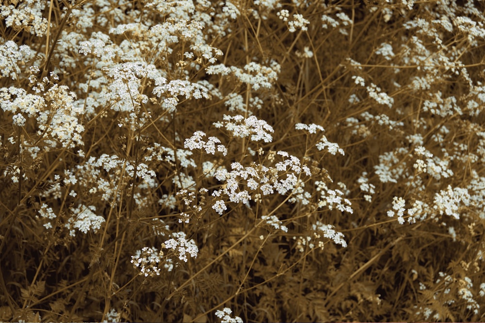 white-petaled flowers