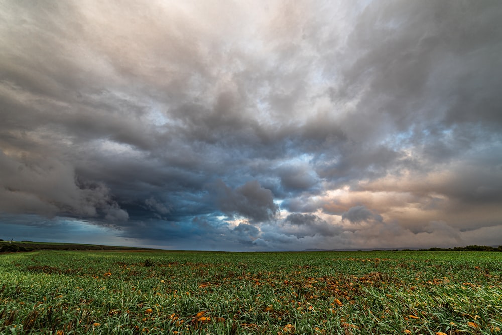 crops during daytim