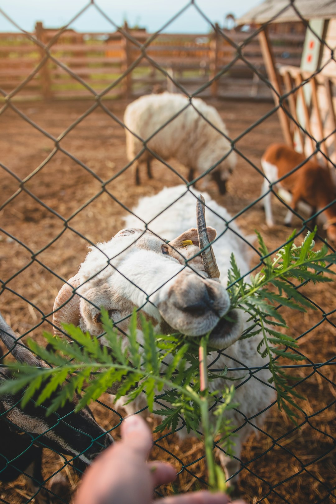 white sheep inside cage