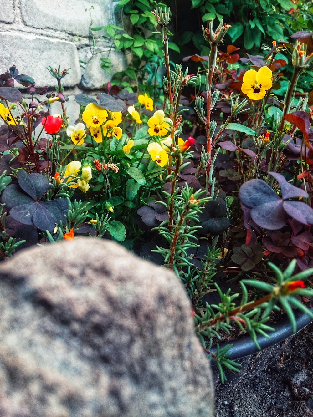 photo of yellow flowers