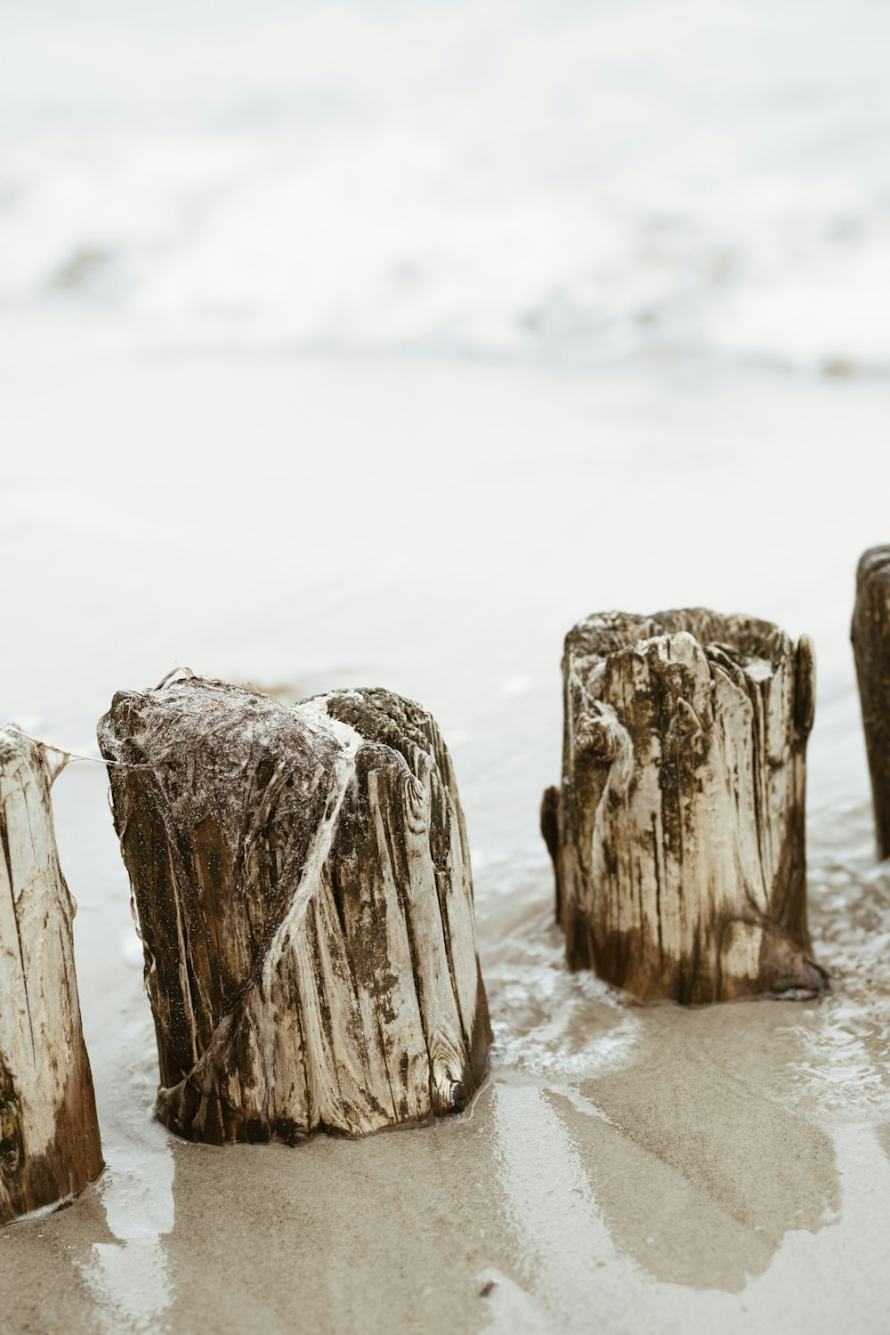 close-up photo of wood stomps