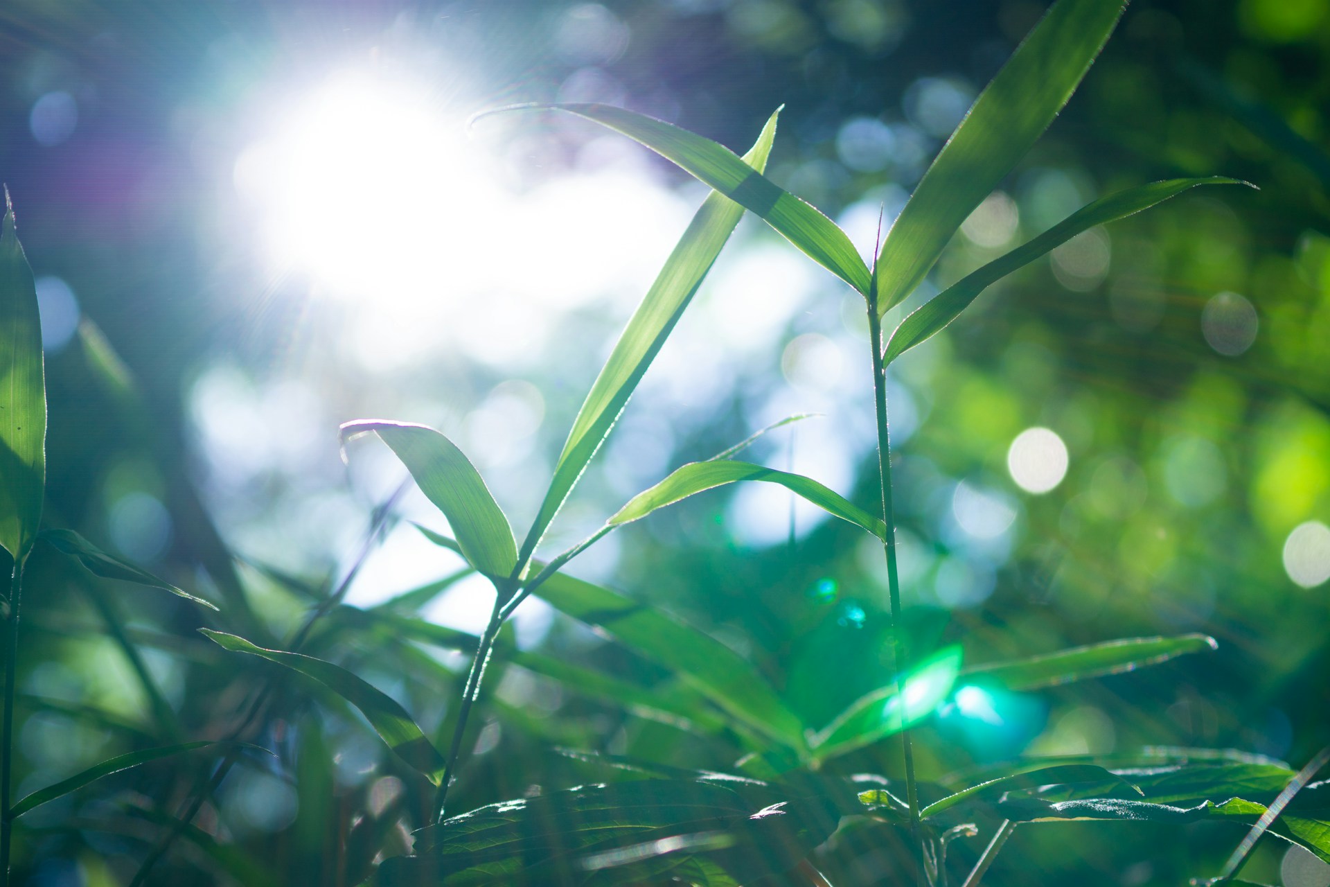 close-up photo of green grass