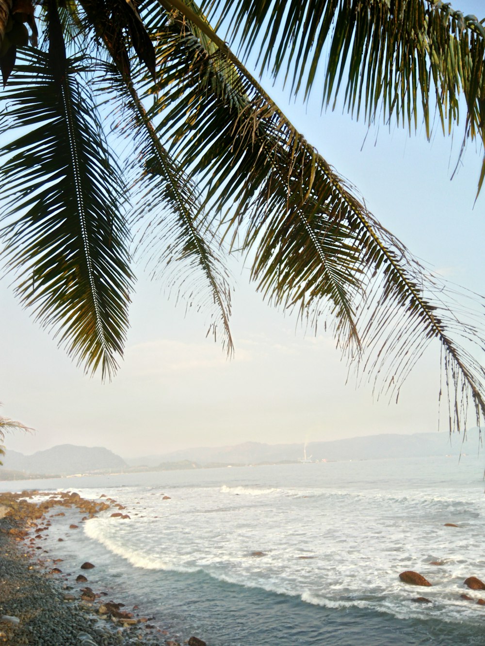 green palm tree across body of water