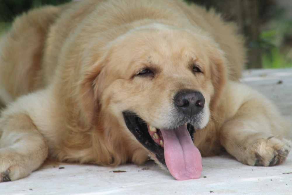 Brauner Hund mit langem Fell