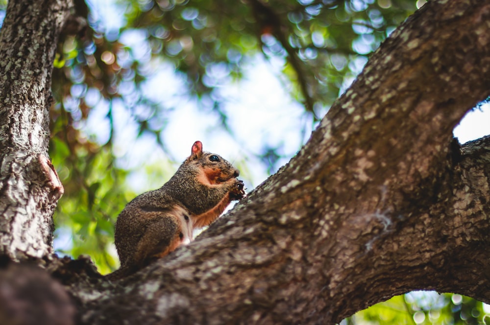 écureuil sur branche