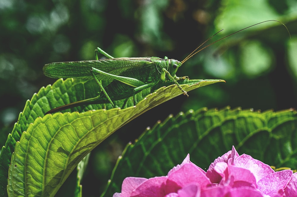 macro photography of green grasshopper