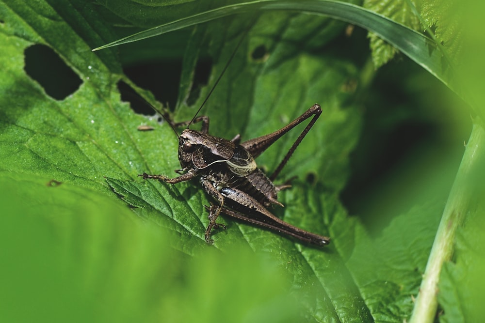 black and brown insect