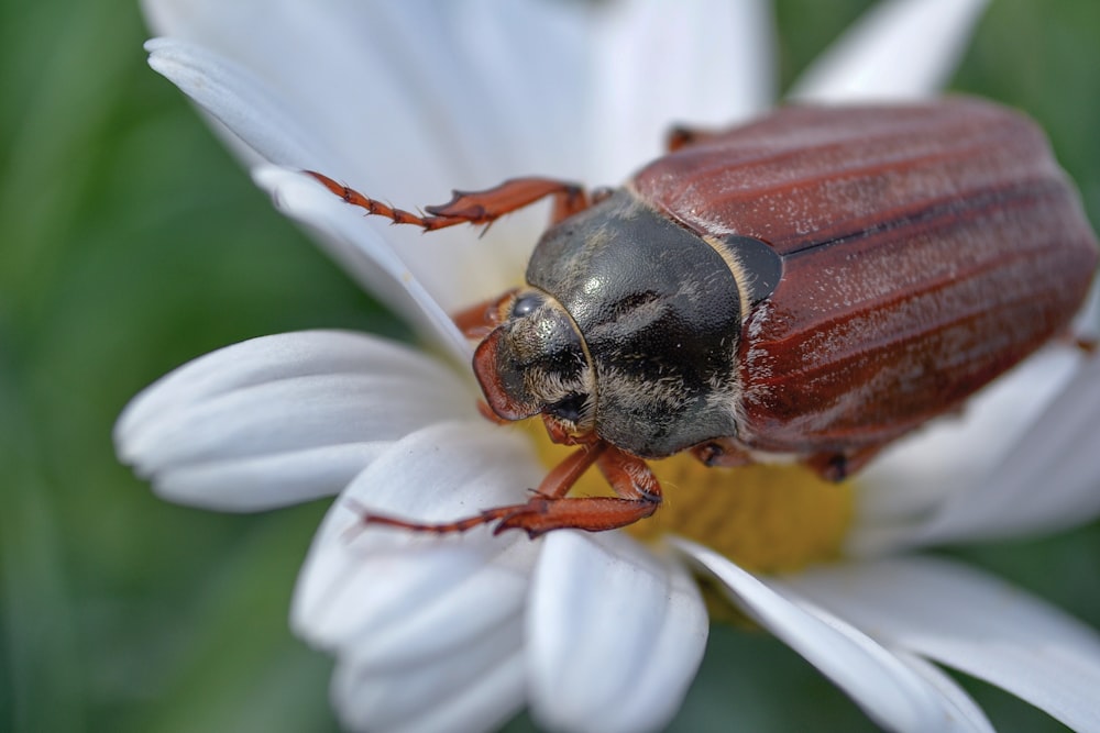 macro photography of brown and black beetle