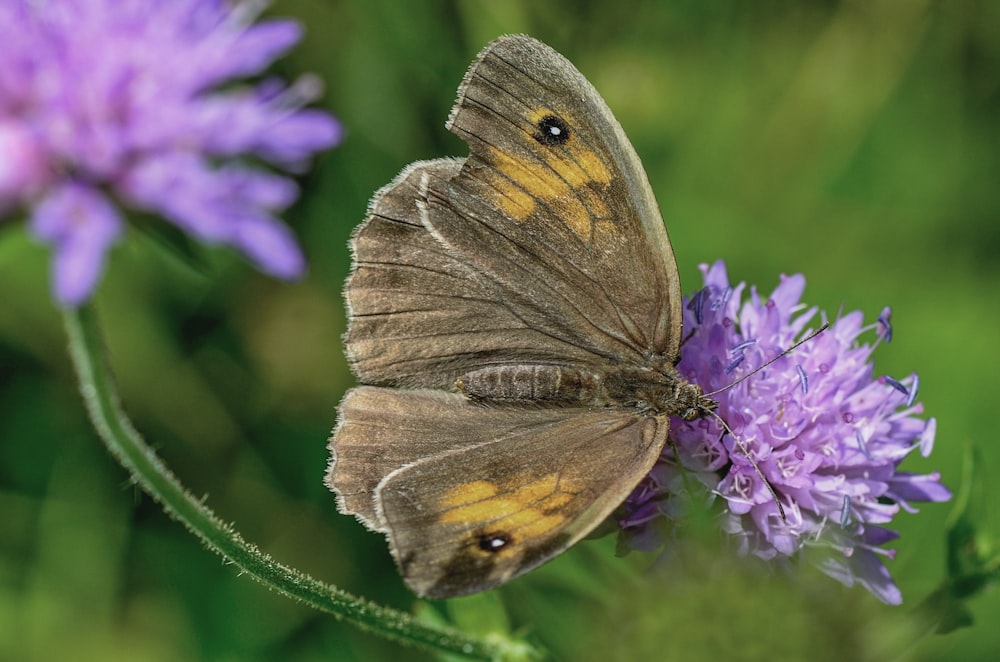 brown moth on purple petaled flower