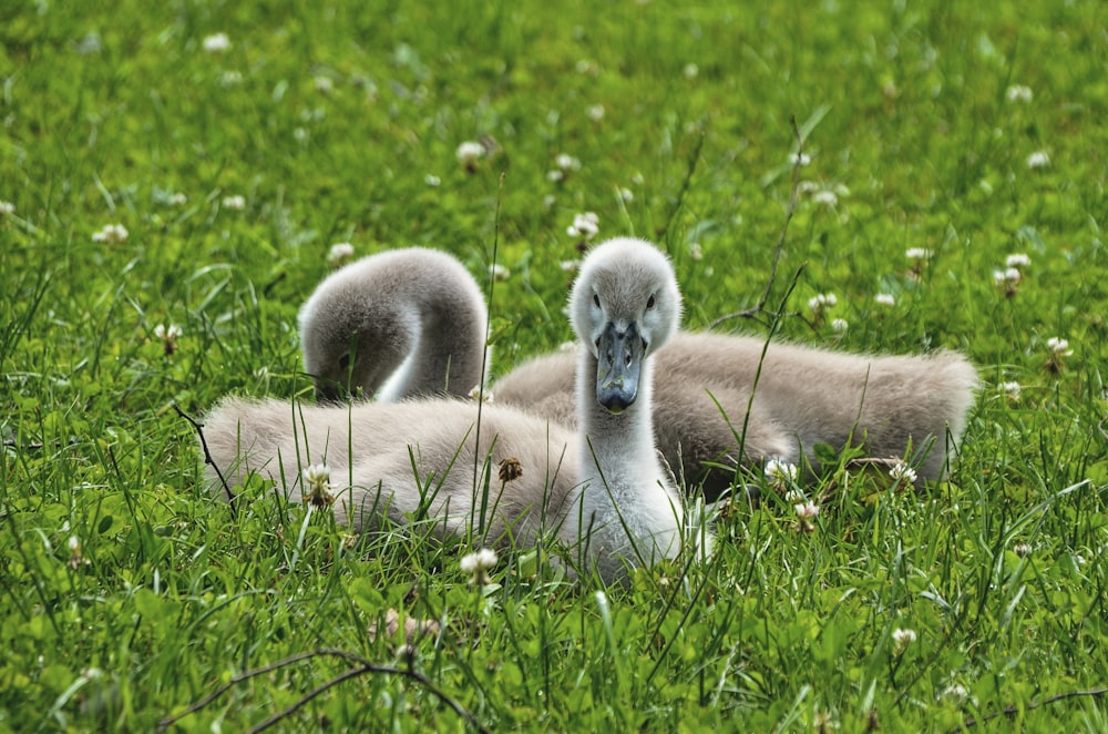 two gray ducklings