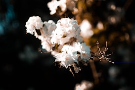 Softly illuminated white blossoms in focus against a dark, blurred background create a sense of tranquility. The light filters through the petals, highlighting their delicate texture while the surrounding branches add a natural, rustic element.