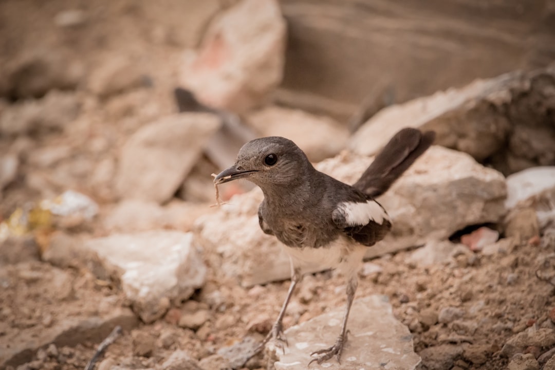 white and gray bird on stone