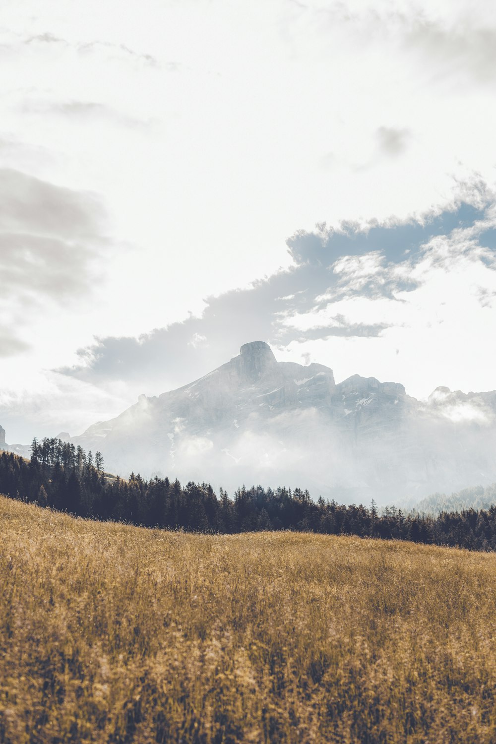 brown grass field photography