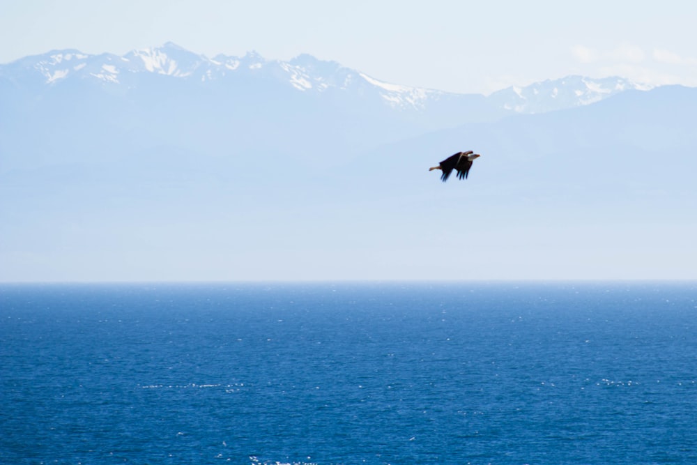 black and white bird flying over sea