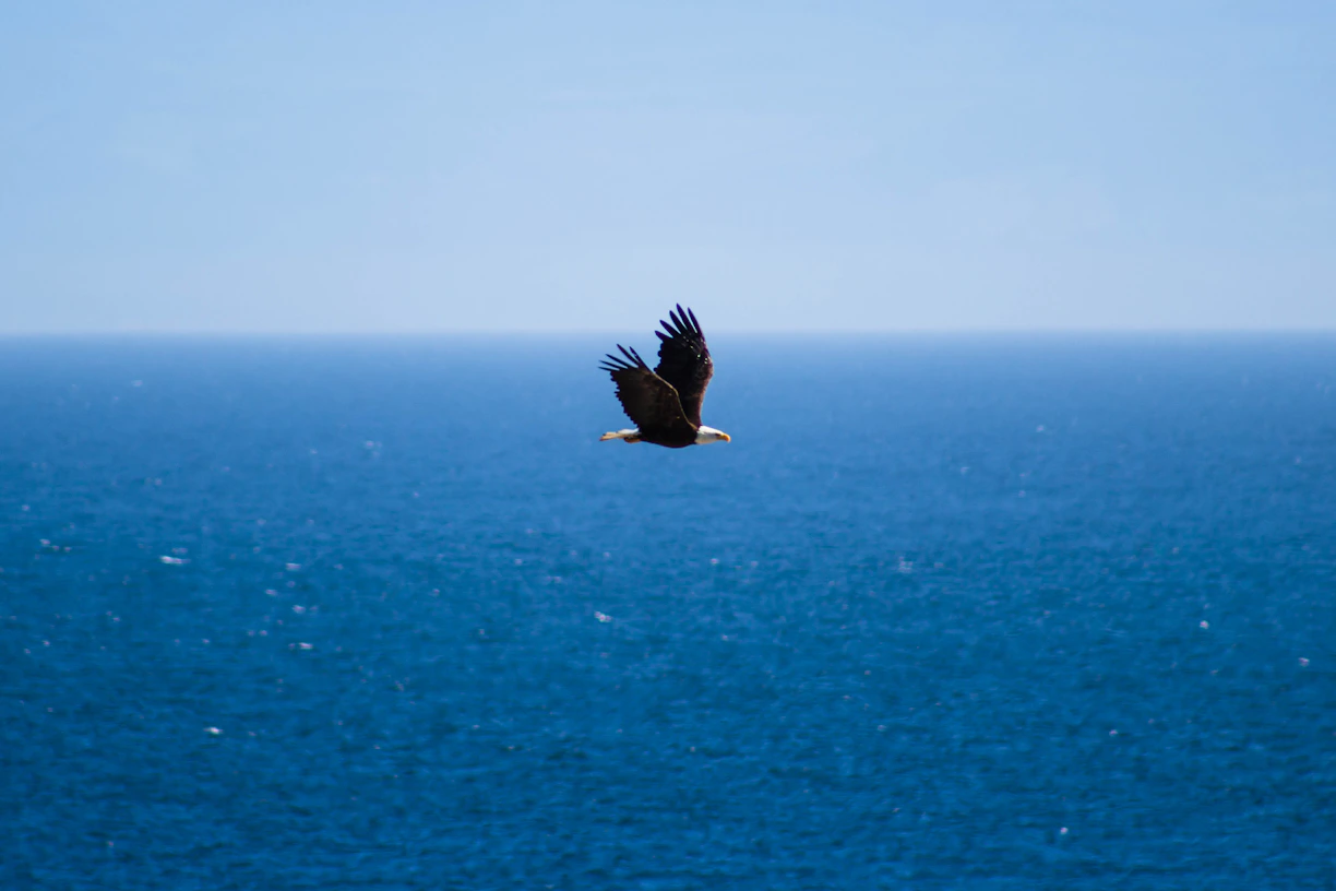 flying bird under blue sky at daytime