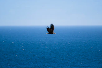 flying bird under blue sky at daytime