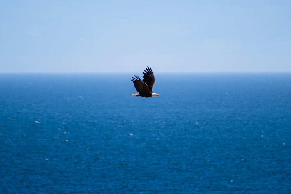 flying bird under blue sky at daytime