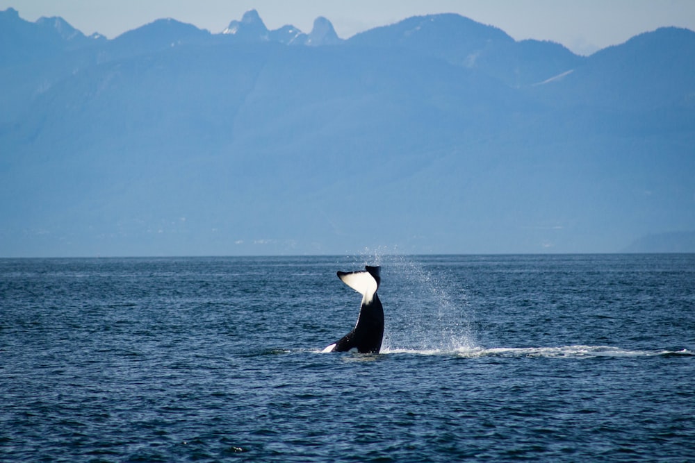 Tubarão baleia preto e branco no mar