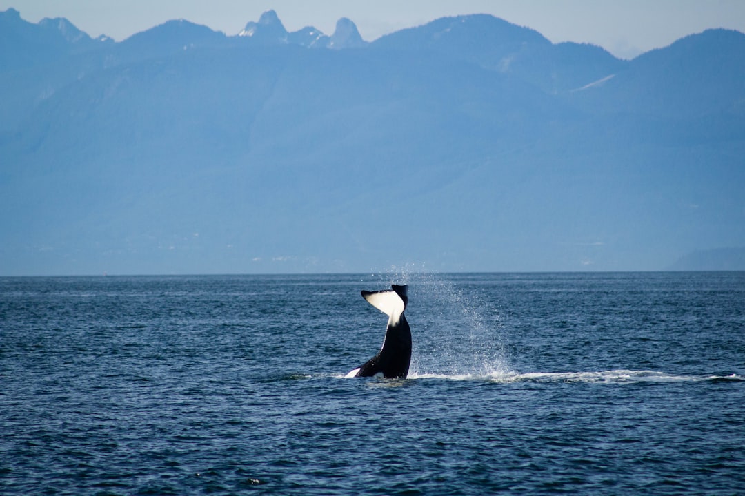 Killer Whale Goes for the Touchdown: Watch this Impressive Display… — Killer Whale Goes for the T…, photo 4