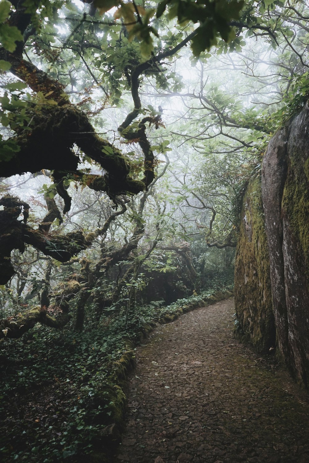 walkway between trees