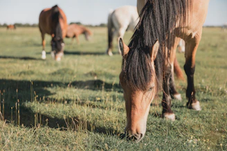 The herd grazing peacefully nearby as a rider practices breath regulation beside their horse.